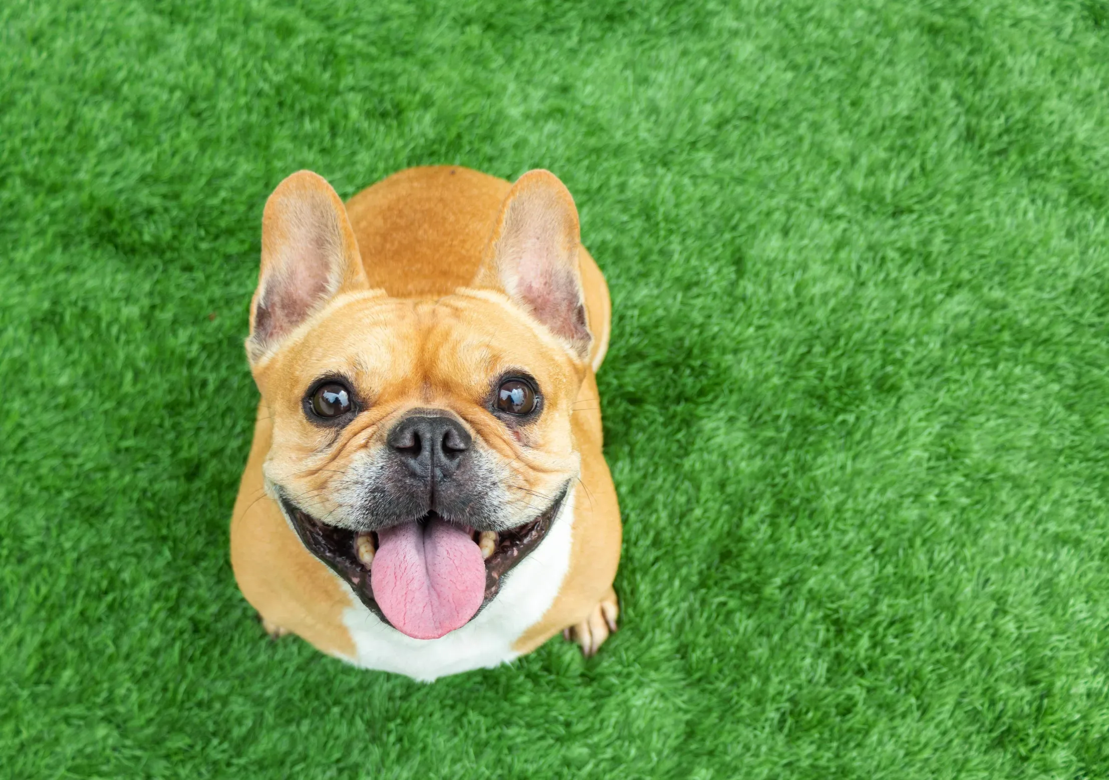 French bulldog sitting on grass looking up at the camera panting and smiling. His tongue is out, and you can see his teeth and his ears are perked up.